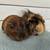 Pair of Young Bonded Male Guinea Pigs 4 thumbnail