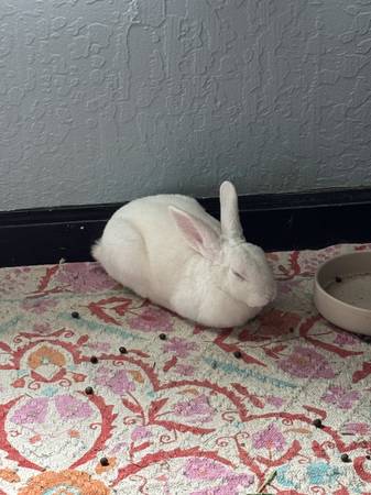 Male Rabbit Needs Loving Home-Free63829967769473120