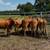 5 open Replacement heifer’s 2 thumbnail