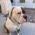 Olde English Bulldogge 2 thumbnail