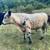 1 yo bull Beef Devon / Galloway 1 thumbnail