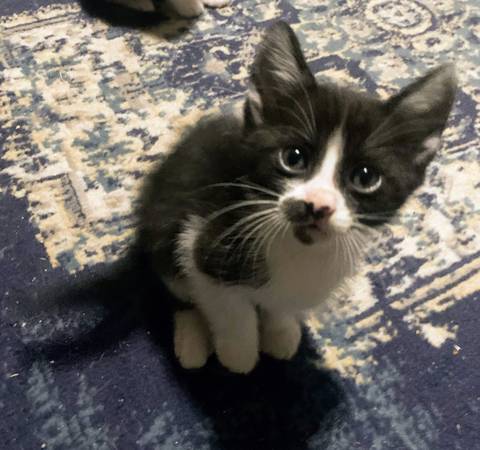 Rehoming Kitten (Phoenix)63975637565443124