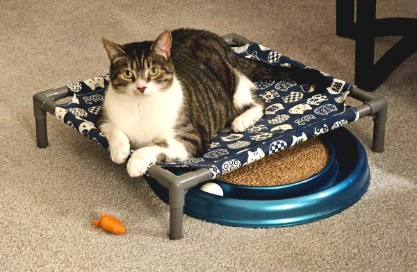 Elevated Pet Bed New in Box 1