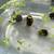 Ramshorn snails 2 thumbnail