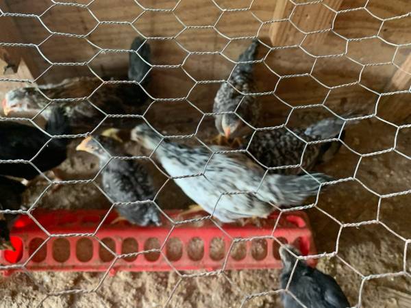 Mix chicks 1