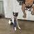 Dog Training 8 thumbnail