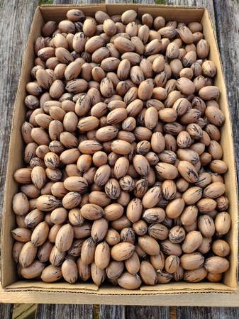 Pecans 1