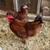 Bantams 1 thumbnail