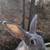 Flemish giant mix bunnies 8 thumbnail