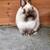 ** PUREBRED Netherland Dwarf Bunnies ** Mixed Rabbits Available 2 thumbnail