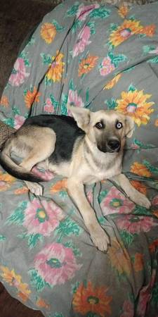 Shepsky puppy63973136467971123