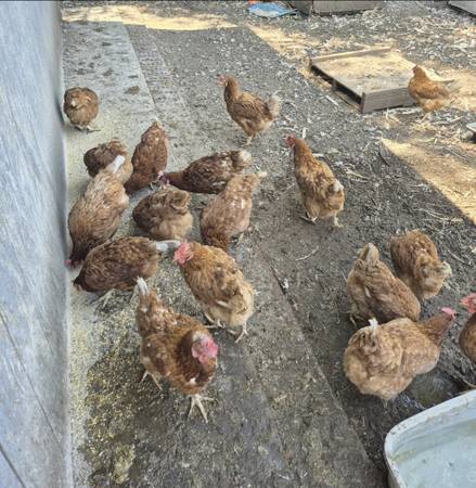 Laying hens (Sacramento)63679413067137122