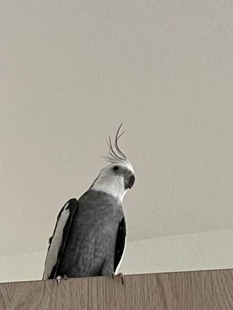 Cacatúa de tres años (fremont / union city / newark)63836592268929123
