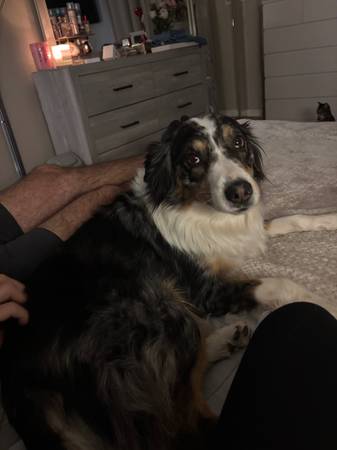 Perdieron Australian Shepard (Palm Spring)63658084970627122