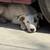 Puppies bull terrier 1 thumbnail