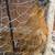 Chickens and Polish rooster 3 thumbnail