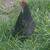 5 Laying Hens 2 thumbnail