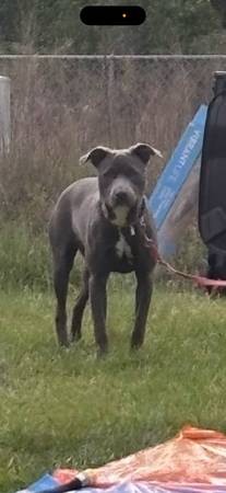 Cachorros Pit bull (Columbus Ga)63664482210691121