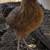5 Young pullets 12 thumbnail