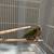 Pineapple conure 4 thumbnail