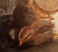 2 straight run chicks 1