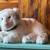 Vintage Siegfried & Roy Stuffed Tiger 1 thumbnail