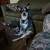 Bully pit and cattle dog needs home asap 4 thumbnail