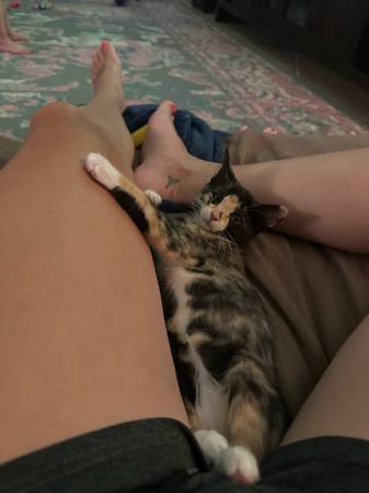 5 month old calico kitten (Melbourne)63867089484545120
