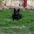 10 month old Aussie Shepherd Mix 3 thumbnail