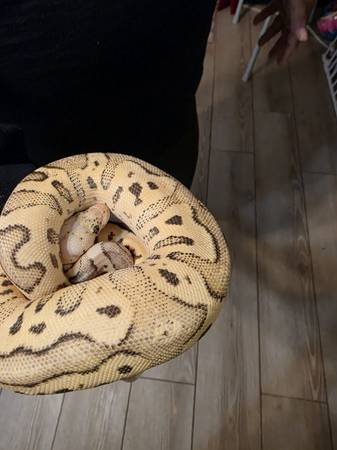 Eunique morph ball python (Cleveland)63686641421827122