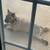 4-year-old Chow Chow, needs loving home. 5 thumbnail