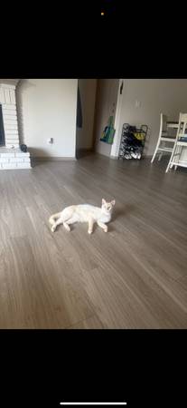 Gata hembra para reubicación (Austell)63881506088705120
