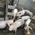 Pigs mixed breed 1 thumbnail