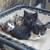 Kittens 8 wks old 3 thumbnail