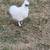 Bantam cochins & silkies 2 thumbnail