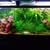 Plecos plecos, huge tiger lotus Aquarium Plants 8 thumbnail