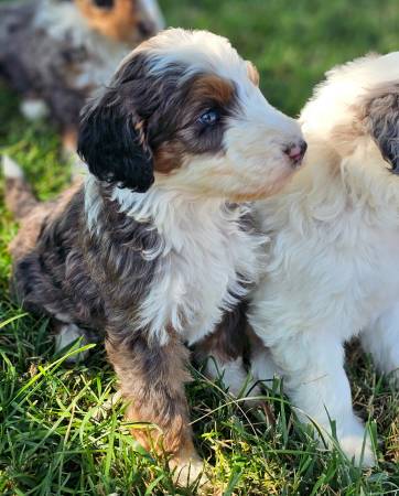 Bernedoodles (Renton)63911484069379122