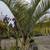Triangle Palm Tree 6 thumbnail