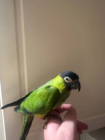 Green Cheek and Nanday Conure63831802639361123