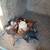 Thai chickens 5 thumbnail