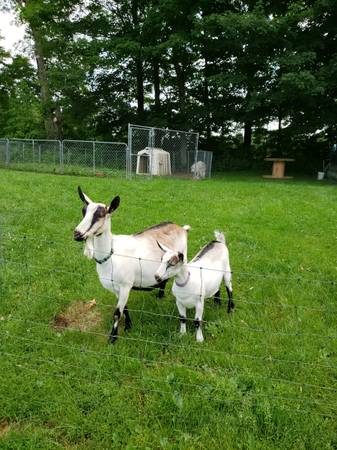 Alpine Doe Goats 1