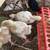 Fat young Cornish cross meat bird chicks 1 thumbnail