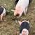 KuneKune/Hamshire Piglets 3 thumbnail