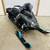 2024 Polaris Matryx 850 Indy VR1 137 7S Snow Check Warranty LOW MILES 1 thumbnail