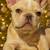 Male Puppy Frenchies 2 thumbnail