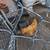 Rooster (Buff Orpington) 3 thumbnail