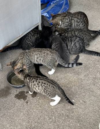 Free Kittens-BEST FOR BARN CATS (Excelsior Springs)63903227836546122