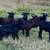 Rams  Black Hawaian 2 thumbnail