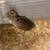bobwhite quail 1 thumbnail