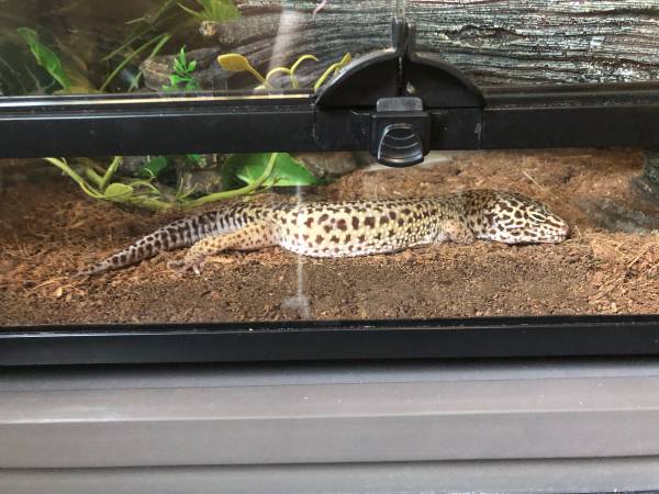 Multiple leopard geckos for rehoming tanks for sale and reptile accessories read (West Richland)